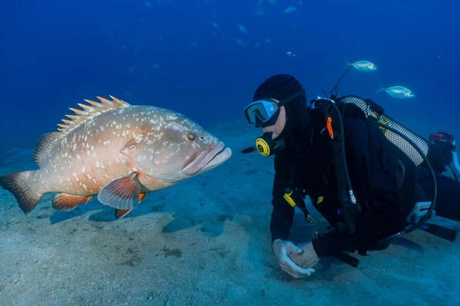 Funchal: Garajau national park - certified divers - Garajau National Park from Funchal: why this underwater site is special