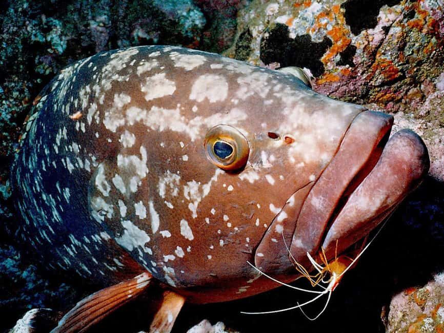 Funchal: Garajau national park - certified divers - The short boat cruise east: smooth timing from Funchal