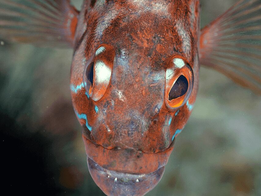 Funchal: Garajau national park - certified divers - Praia do Garajau underwater time: Dusky Groupers, marine life, and how to maximize your moment
