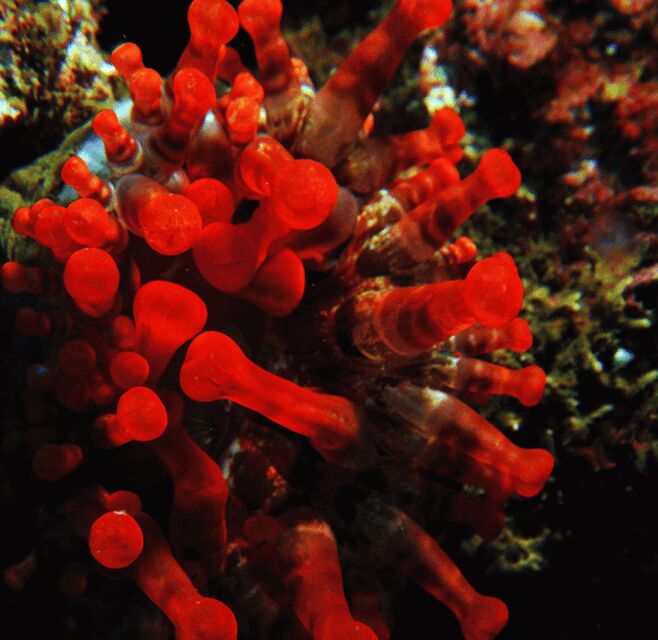Funchal: Garajau national park - certified divers - Gear rules that affect your comfort (and your wallet)