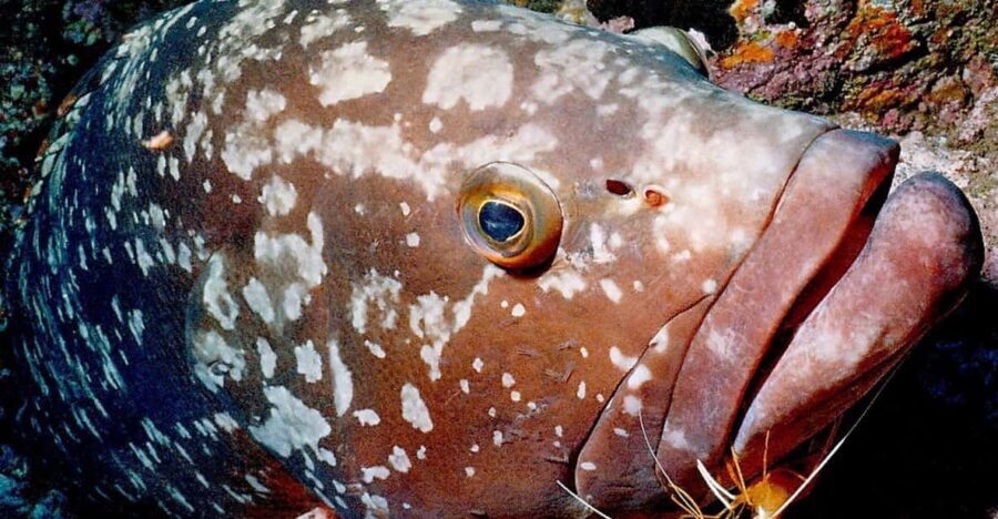 Funchal: Garajau national park - certified divers - Price and value: does $50 make sense here?
