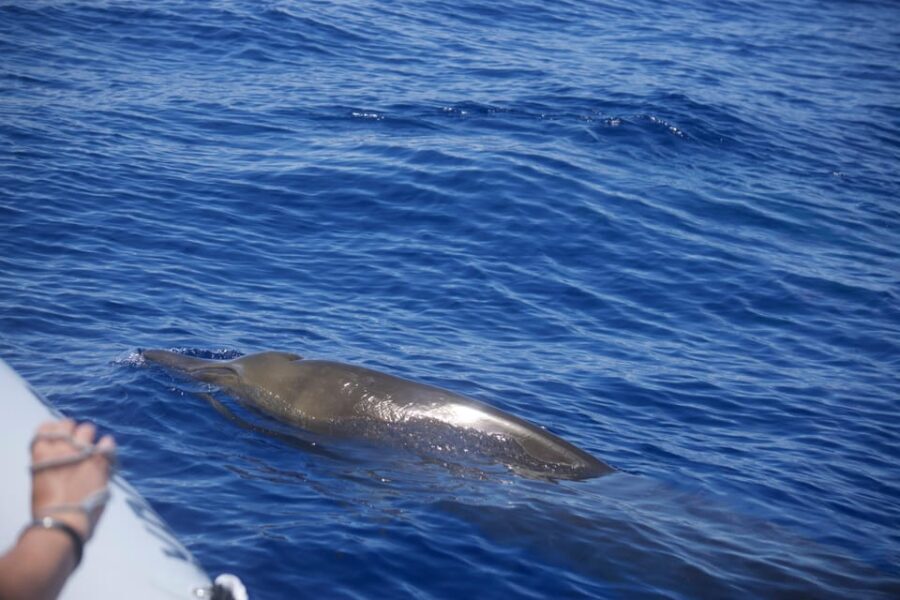 Funchal: Guarantee Wild Dolphin&Whale Watching by RIB - Key Highlights to Know Before You Go