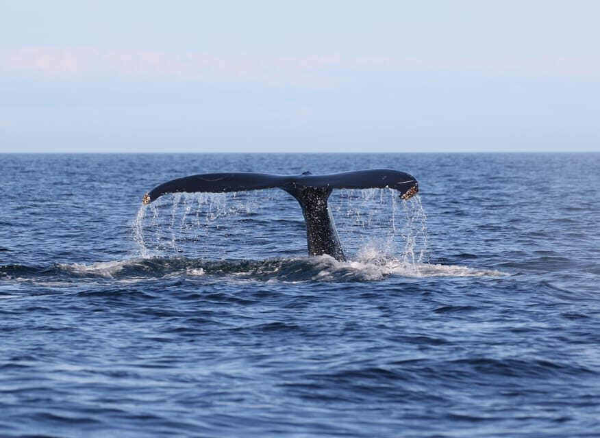 Funchal: Guarantee Wild Dolphin&Whale Watching by RIB - Practical Tips That Make the Ride More Comfortable