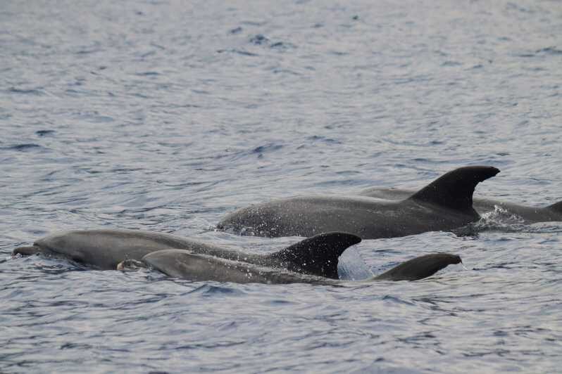 Funchal: Guarantee Wild Dolphin&Whale Watching by RIB - Why This Wild Dolphin and Whale Watching Feels Different From Funchal
