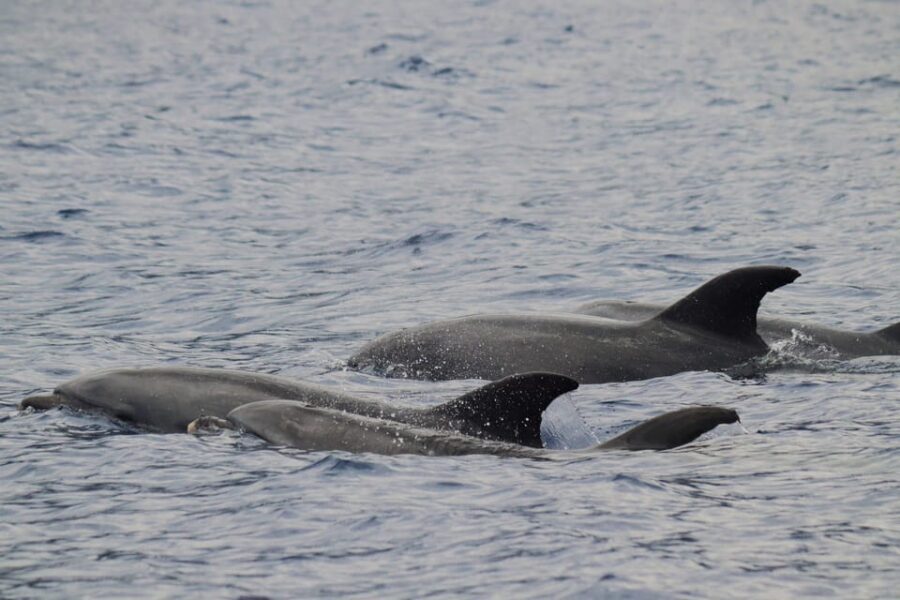 Funchal: Guarantee Wild Dolphin&Whale Watching by RIB - The Main Event: Searching the Coastline for Dolphins, Whales, and Turtles