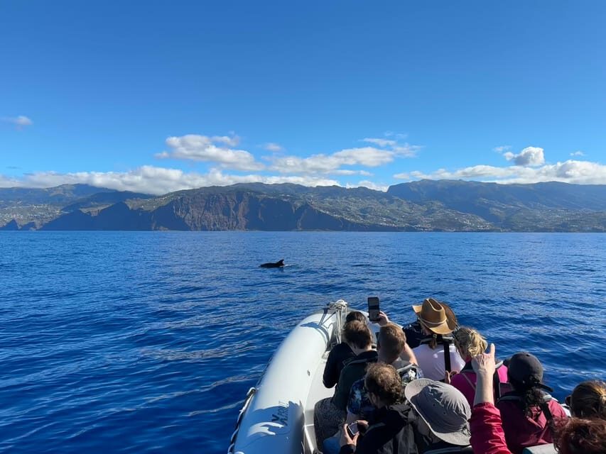 Funchal: Guarantee Wild Dolphin&Whale Watching by RIB - How Close It Can Get (Without It Turning Into a Zoo)