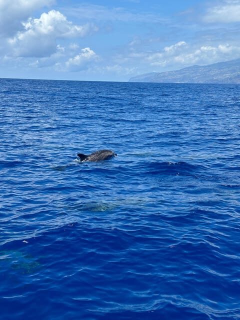 Funchal: Guarantee Wild Dolphin&Whale Watching by RIB - Cabo Girão Cliff Scenic Time: Why You Still Leave With More Than Wildlife