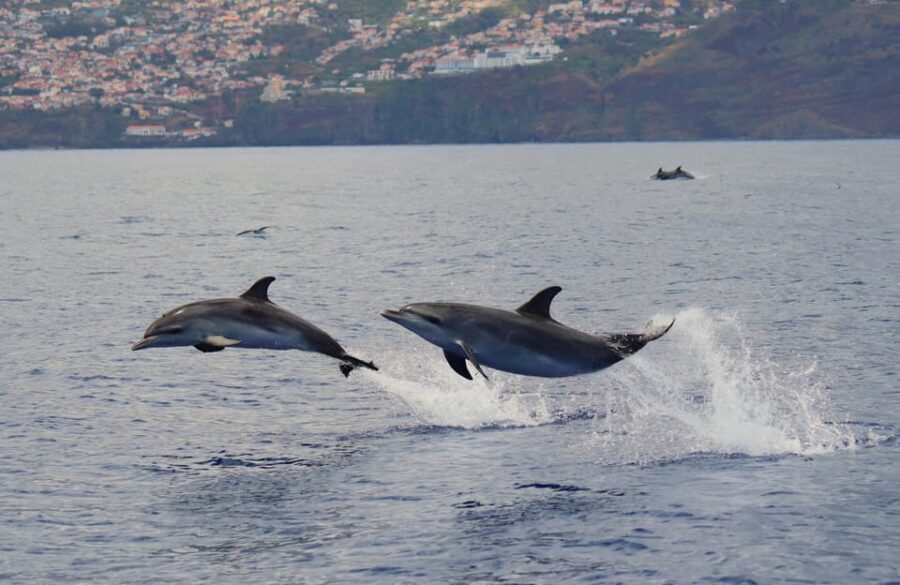 Funchal: Guarantee Wild Dolphin&Whale Watching by RIB - Price and Value: Is $70 Worth It for Wild Dolphin and Whale Watching?