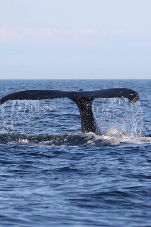 Funchal: Guarantee Wild Dolphin&Whale Watching by RIB - Who This Tour Is Best For (and Who Should Rethink It)