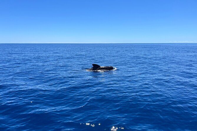 Funchal Half and Full Day Private Sailboat Tour - Wildlife Chances: Whales and Dolphins on the Route