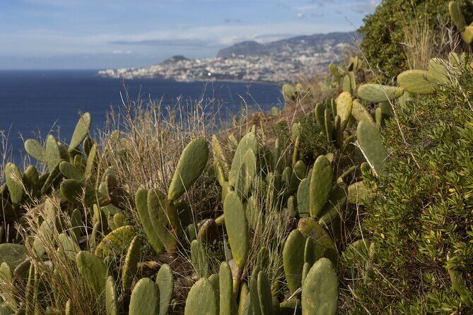 Funchal highlights 5h Private Tour in Madeira - Pico dos Barcelos: Funchal’s Bay From a Natural Amphitheater
