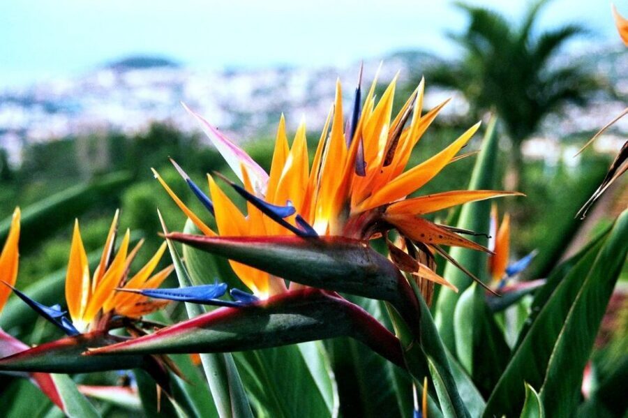 Funchal: Madeira Botanical Garden Private Tuk-Tuk Tour - The 2,500+ Species Collection: What You Can Actually Enjoy in One Hour