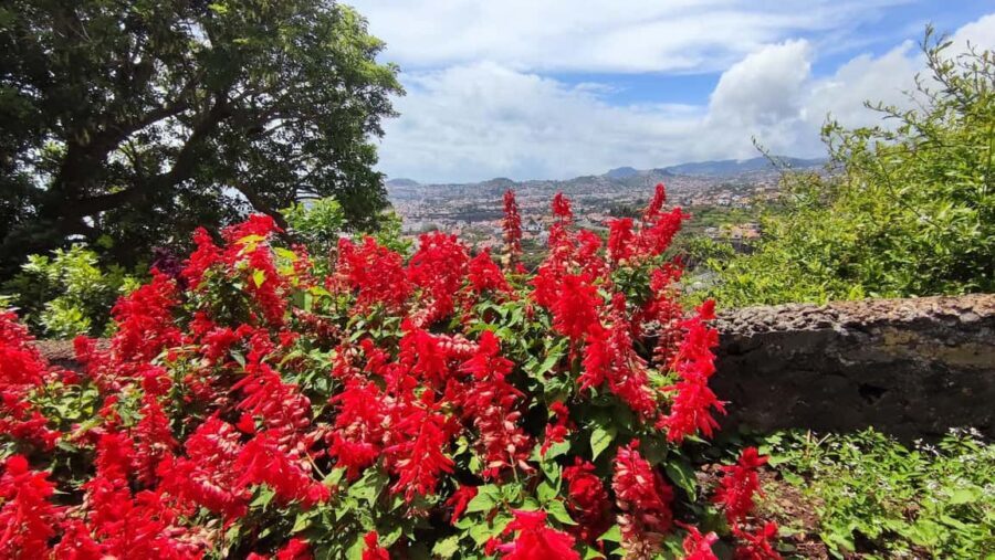 Funchal: Madeira Botanical Garden Private Tuk-Tuk Tour - Final Thoughts: Should You Book This Funchal Botanical Garden Tuk-Tuk Tour?