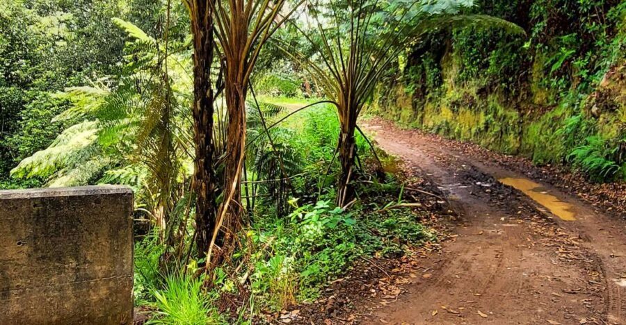 Funchal: Madeira Island 4x4 Private Customizable Tour - How the guide turns routes into stories (and why it matters)