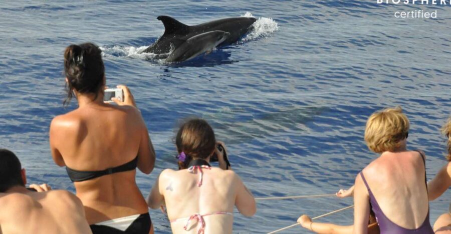 Funchal: Pico Arieiro, Cristo Rei and Dolphins Watching - Key highlights you’ll feel immediately