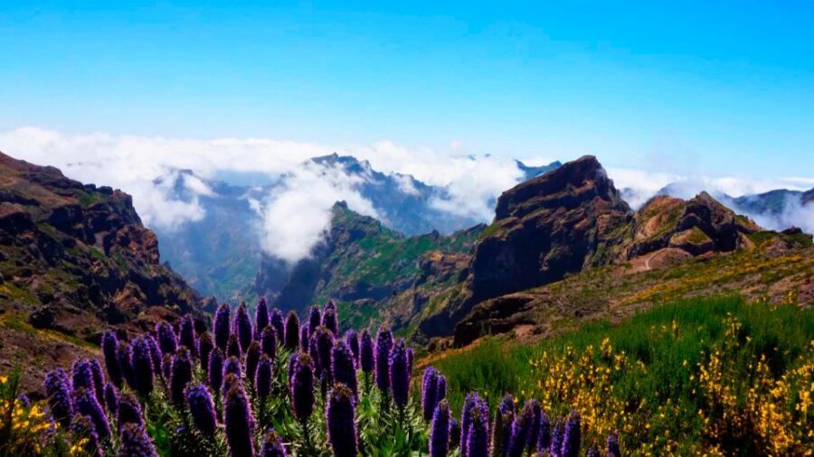 Funchal: Pico Arieiro, Cristo Rei and Dolphins Watching - Who should book this Madeira combo (and who should skip it)
