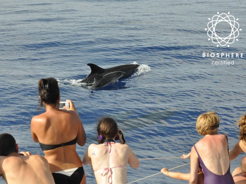 Funchal: Pico Arieiro, Cristo Rei and Dolphins Watching - Price and value: is $104 a good deal for this mix?