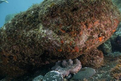 Funchal: Scuba Diving Experience for Beginners - Pool Practice: The Real Confidence Builder Before the Reef