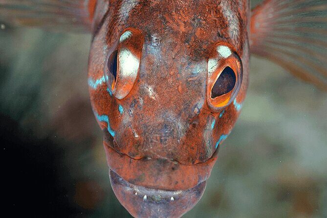 Funchal: Snorkeling Adventure in Eco-Park / Shore or by Boat - Your 2-Hour Flow: Briefing, Lesson, Gear, and Fish Time