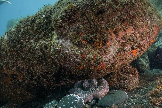 Funchal: Snorkeling Adventure in Eco-Park / Shore or by Boat - Equipment and Staff Help That Actually Makes a Difference