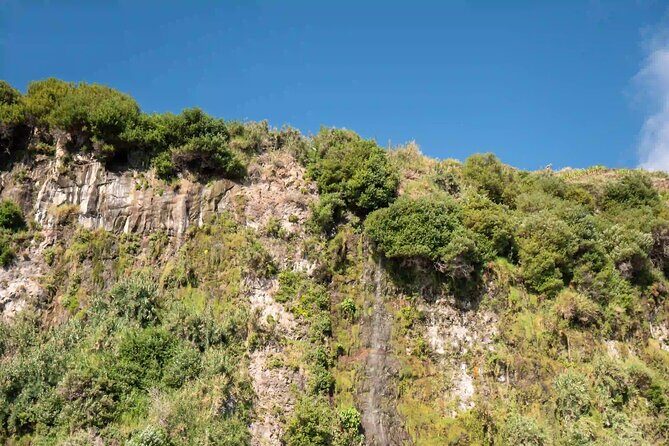 Funchal: Speedboat tour- SEE THE ISLAND AND LIFE AT SEA - Dolphins and Whales: A Realistic How, Not a Guarantee