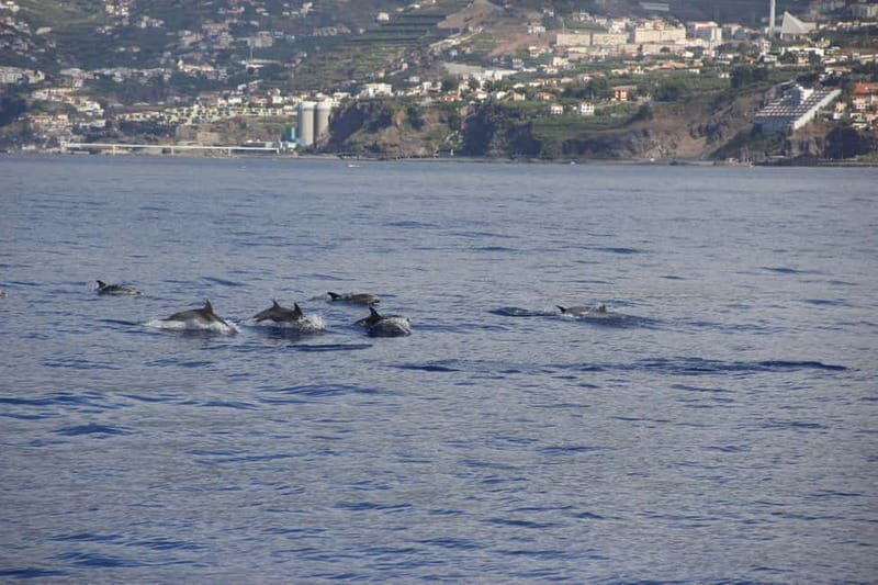 Funchal:Hop-on Hop-off Bus & Whale & Dolphin boat Excursion - Communication and weather: two practical things to watch