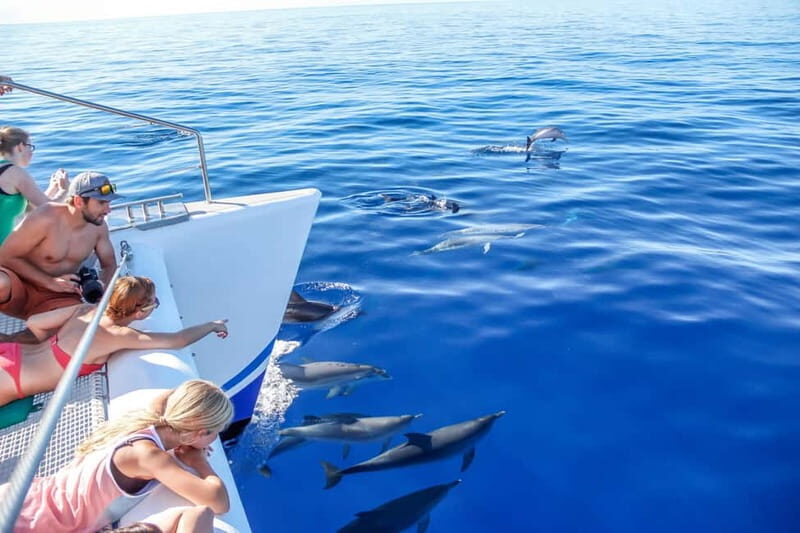 Funchal:Hop-on Hop-off Bus & Whale & Dolphin boat Excursion - How the 2-Day Combo Really Works for Your Trip