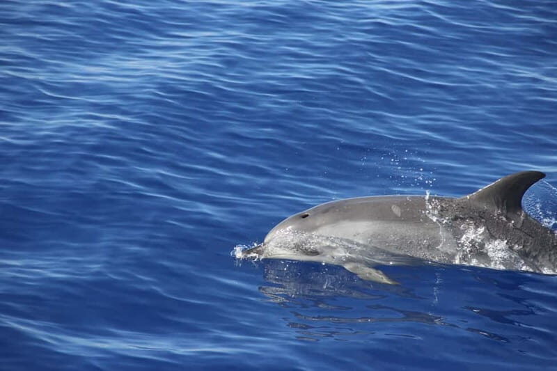 Funchal:Hop-on Hop-off Bus & Whale & Dolphin boat Excursion - Bordal Embroidery Factory and Wine Lodge: Two Included Stops That Don’t Feel Like Add-Ons