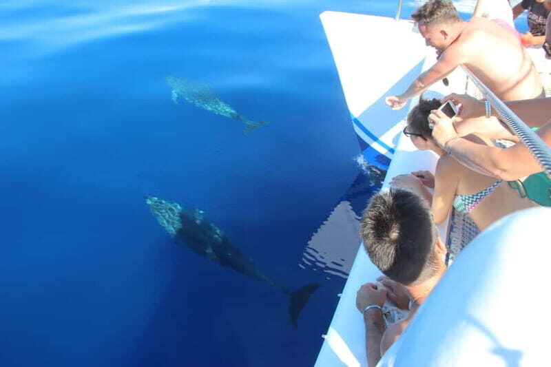 Funchal:Hop-on Hop-off Bus & Whale & Dolphin boat Excursion - What the Included Discounts Do for Your Budget