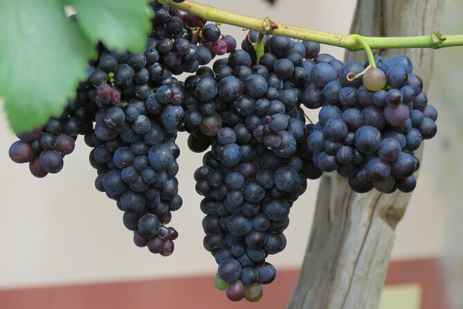 Guided 4x4 Adventure and Skywalk with Wine and Tapas in Madeira - Price and value math: $66.08 plus real add-ons