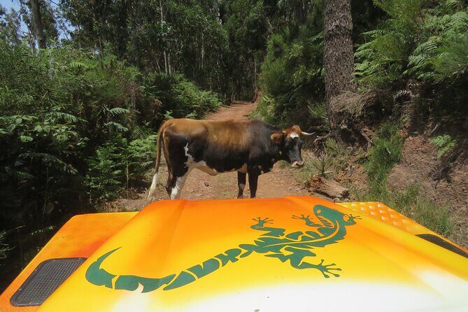 Guided Exploration of Southwest Madeira in a 4x4 - Key highlights in Southwest Madeira by 4x4
