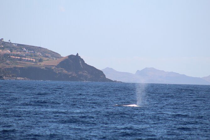 Half Day Madeira Island Cruise with Lunch - Madeira by Sea: What This Half-Day Cruise Actually Feels Like