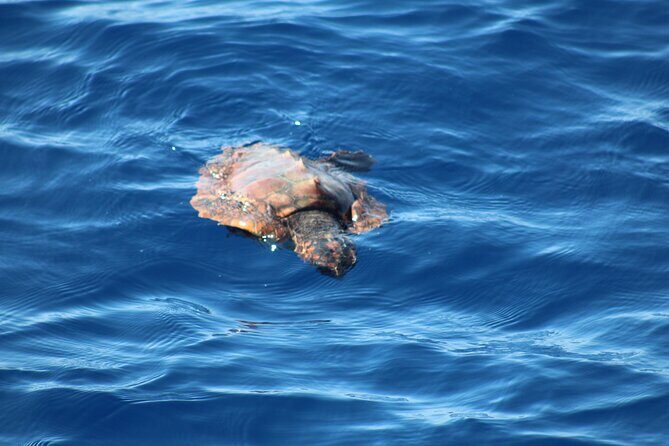 Half Day Madeira Island Cruise with Lunch - From Rua Virgílio Teixeira to Open Water: Your Cruise Starts Quickly