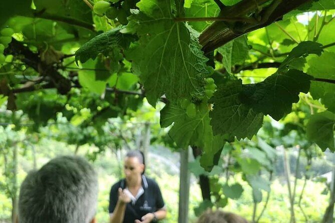 Half-Day Small-Group Wine Tour in Madeira - Wine first, then the views: why this half-day works