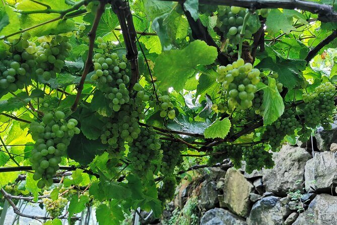 Half-Day Small-Group Wine Tour in Madeira - The producer + enologist moment: what you’ll learn in real terms