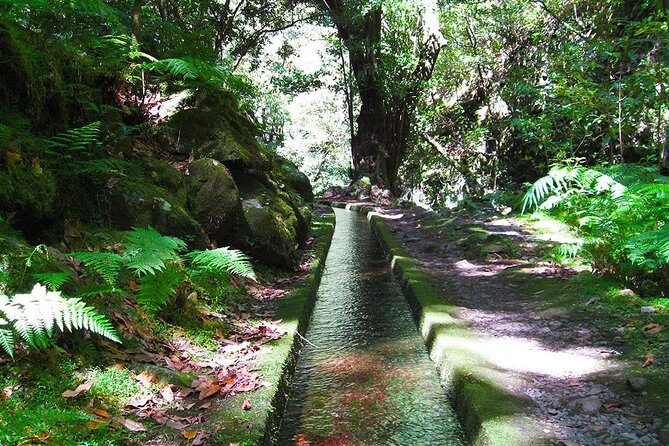 Hidden Corners: Levada Walk from Funchal - Key highlights I’d prioritize