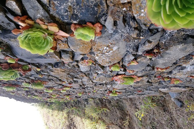 Hike Larano, Boca do Risco Porto da Cruz Levada in a small group - Engenhos do Norte: rum distillery stop that doesn’t steal your day