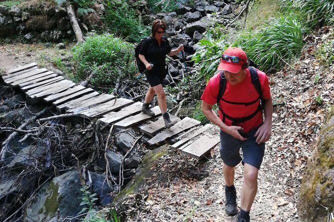 Hiking and Trekking tours in Madeira - What you’ll see: volcanic views, forest tones, and endemic life