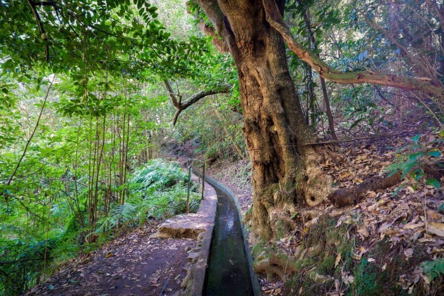 Hiking Madeira: Levada do Rei and the Majestic Laurissilva - Price and value: what $54 really covers (and what doesn’t)