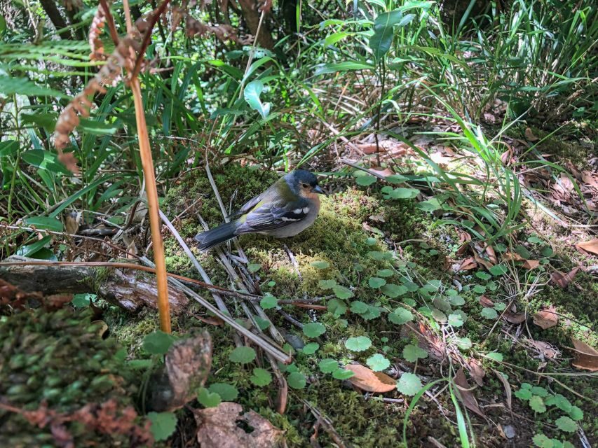 Hiking Trip with a Local - Booking a hike in Madeira that doesn’t feel cookie-cutter