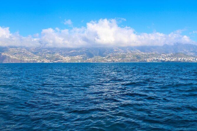 Hop-on Hop-off Bus Tour and Catamaran Whale & Dolphin Watching - Mercado dos Lavradores and Bordal: crafts and food you can actually use
