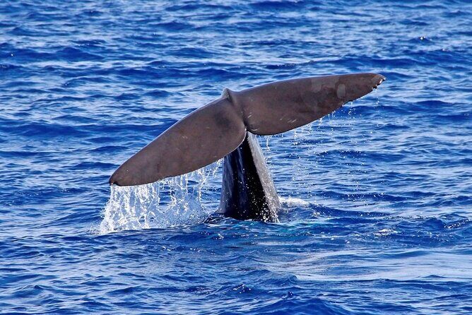 Hop-on Hop-off Bus Tour and Catamaran Whale & Dolphin Watching - Paços do Concelho, Funchal Cathedral, and Casino da Madeira: city center beats