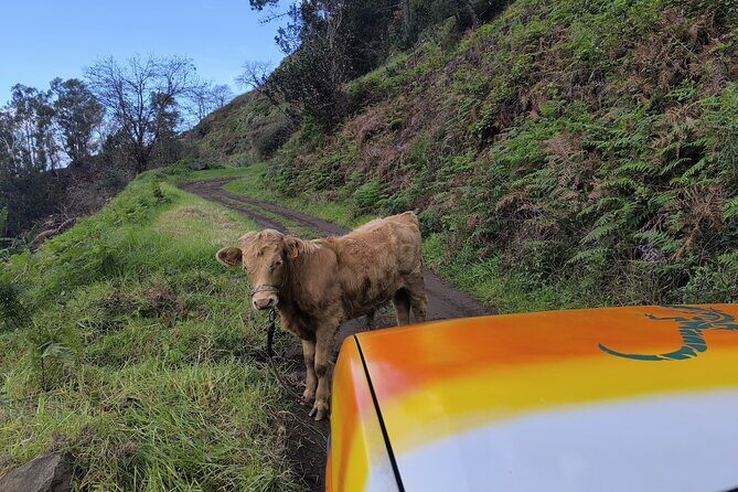 Jeep Adventure to Volcanic Pools & UNESCO Forest Treasures - Price and Value When Pickup Fees Apply