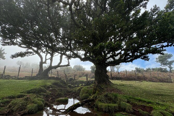Jeep Safari 4x4 West Madeira - Porto Moniz - Fanal - Cabo Girão - Fanal Forest: Walking Among Centuries-Old Trees