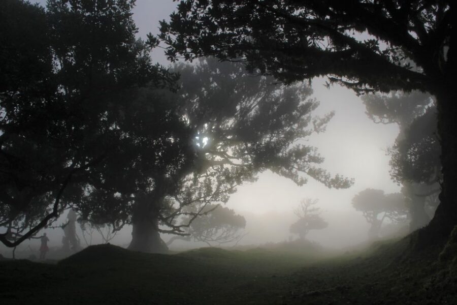 Let-Me-Surprise-You Madeira Full Day Private Tour - Meet Valdemar: how a personalized route starts fast