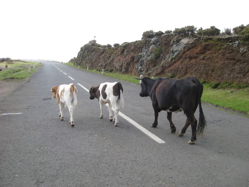Levada do Alecrim (Madeira Lakes) Full-day walk - Who this walk suits best, and who should skip it
