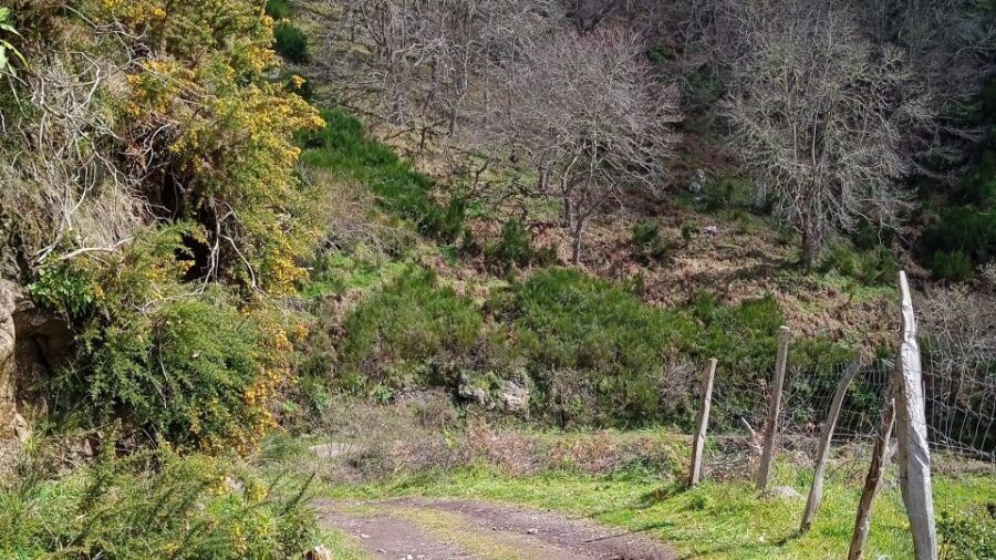 Madeira all day jeep nature tours. - Pickup, pace, and why a private group changes everything