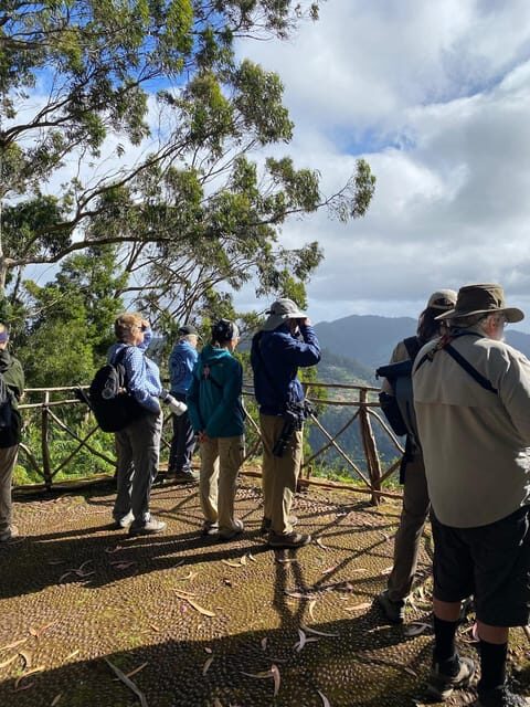 Madeira: Birdwatching - The Endemics - Why Madeira’s endemic birds are worth the effort
