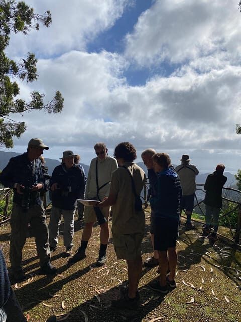 Madeira: Birdwatching - The Endemics - Laurel forest and the IBA advantage