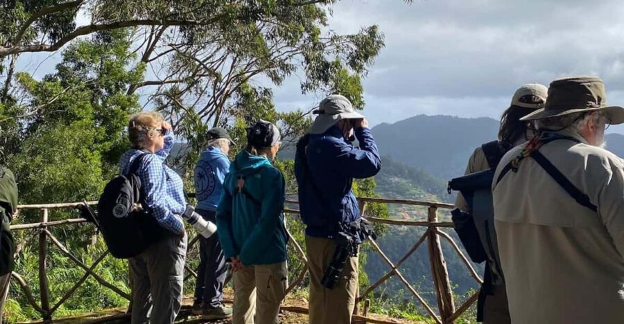 Madeira: Birdwatching - The Endemics - Who this tour suits best (and who should skip it)